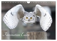 "Calendar 2027 · US Version · The Fascination Of Owls (Wall Calendar 2027 12\" × 8"
