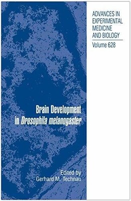 Brain Development in Drosophila melanogaster (Advances in Buch Springer