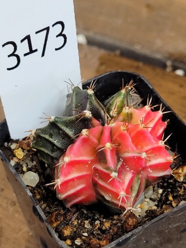 Gymnocalycium Mihanovichii Variegated Deep Colored Variegation #3173 - Picture 4 of 4
