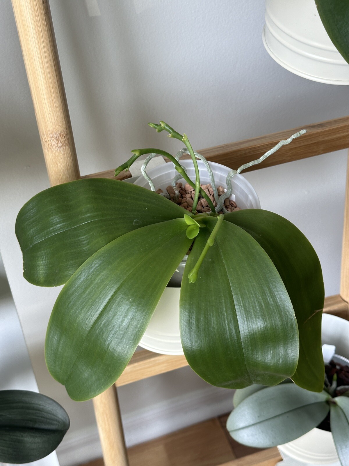 Phalaenopsis Hsinying Blueberry (XL Healthy Plant) smells like cinnamon
