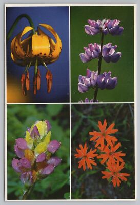 Flowers~Leopard Lily~Broadleaf-Harlequin Lupine~Indian Pink~Continental Postcard