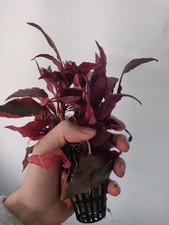 Alternanthera Reineckii Mini Potted Live Red Aquarium Plant