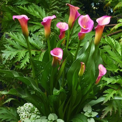 Calla Pillow Talk 3 Bulbs, Pink & Yellow Summer Tropical Flowers Bloom in Sun