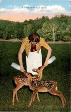 DEER, DEERS, U. S. A., E. C. Kropp Co., Postcard