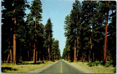Ponderosa Pine and Yellow Pine Forests, Oregon Postcard