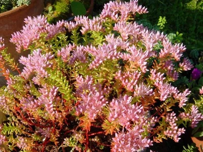 SEEDVILLE USA 50 SEASTAR / WIDOWS Cross SEDUM Sea Star Stonecrop Sedum Pulchellum Flower Seeds