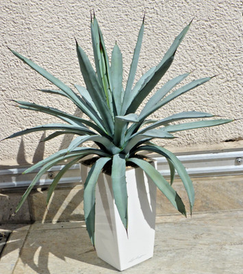 Agave macrocantha, ca 44 cm hoch