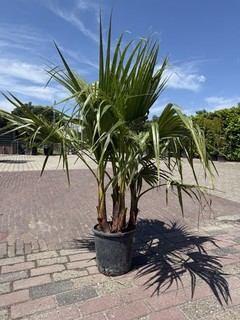 Tropictrees Palme Mexikanische Fächerpalme mehrstämmig Höhe 150 cm