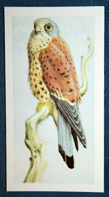 COMMON KESTREL   Vintage 1960's Illustrated Bird Card  EF19MS
