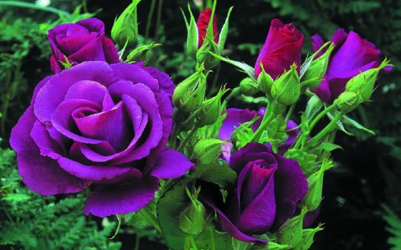 natural purple rose