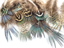 PHEASANT TAIL FEATHERS - BLUE/ IREDESCENT - TAILS - 12 pc. - Fly Tying Material
