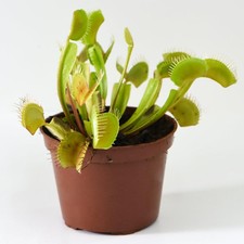 Dionaea muscipula (Venus Fly Trap) 9cm Pot x 2 by Thompson & Morgan
