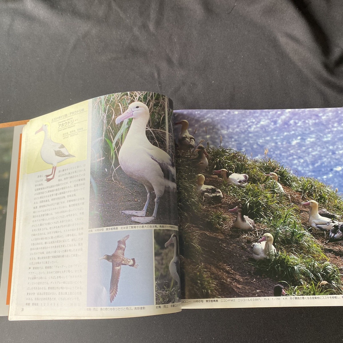 Vintage Encyclopedia Japanese Birds Reference Book Zukan