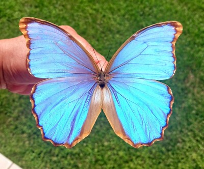 標本 Borivia Morpho godarti godarti 126mm Morpho godarti – Deyrolle