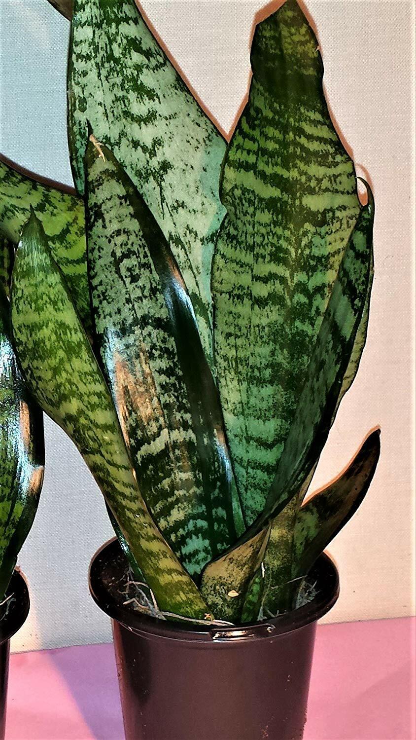 Snake Plant Sansevieria Superba Robusta Mother In Law S Tongue 4 Pot For Sale Online,Why Is My Fish Tank So Cloudy