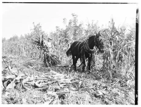Men Cutting And Harvesting Corn Near Pomona October 20 1930 Califo - Old Photo - Picture 1 of 1