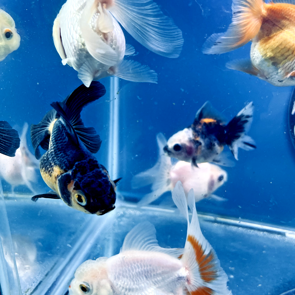 Thai oranda goldfish Panda Tropical fish ( M Pack 1 ) Size 6 + inches