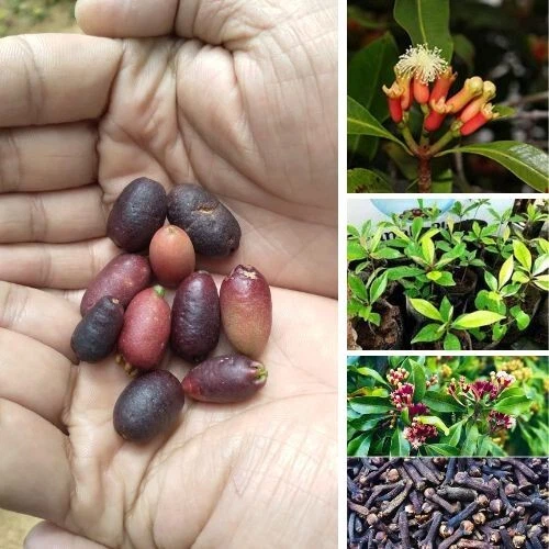 Clove Plant Seeds