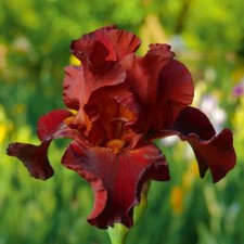 T&M Iris Re-Blooming Pass The Wine Garden Plant Perennial Flowering Bareroots