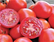 240+ SIBERIAN TOMATO SEEDS ------- Heirloom ------------- FRESH