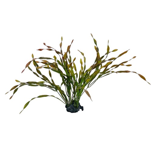 4 stems Guppy Grass Live Aquarium Plant Buy 2 Get 1 free. (PEST AND SNAIL FREE