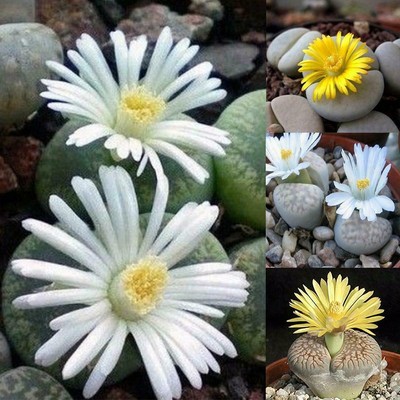 eb stone organics cactus and succulent