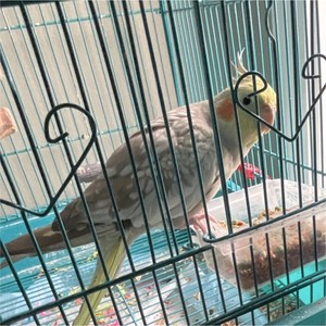 Cockatiel Bird Cage with Accessories