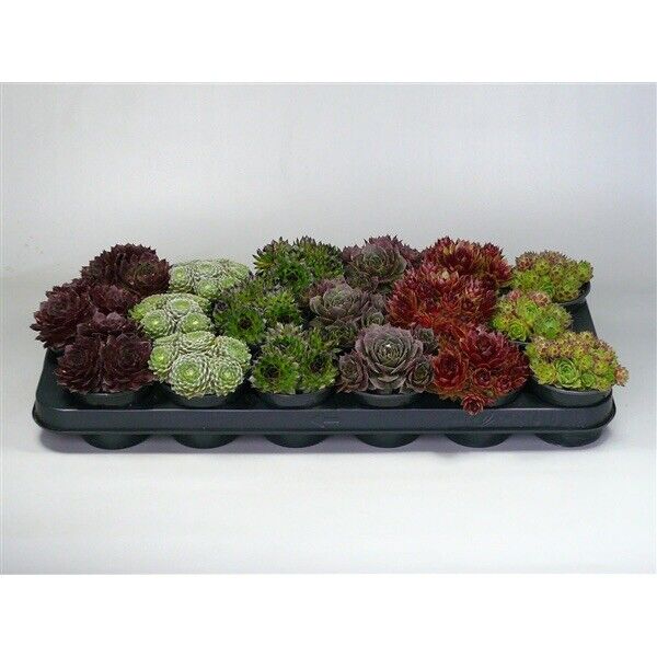 Sempervivum Collection Mix - 6 Plants | Indoor or Outdoor Succulents | 8cm Pots