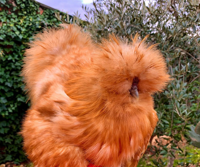 Calico SHOW GIRL Silkie Cuckoo Wyandotte Blue Laced Red SET 6 Hatching Eggs  eb