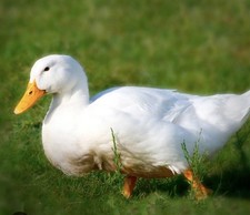 DUCK HATCHING EGGS    6 