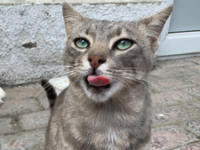 Cat Digital Image Picture Photo Wallpaper Background Desktop Art