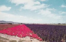 California Flower Field --POSTCARD