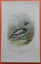 Mitteläger Red Breasted Merganser KOLOROWY DRUK 1910 Gniazdo Jaja Ornitologia