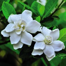 Suttons Gardenia Crown Jewels Hardy Evergreen Shrub Scented Garden Plant 9cm Pot