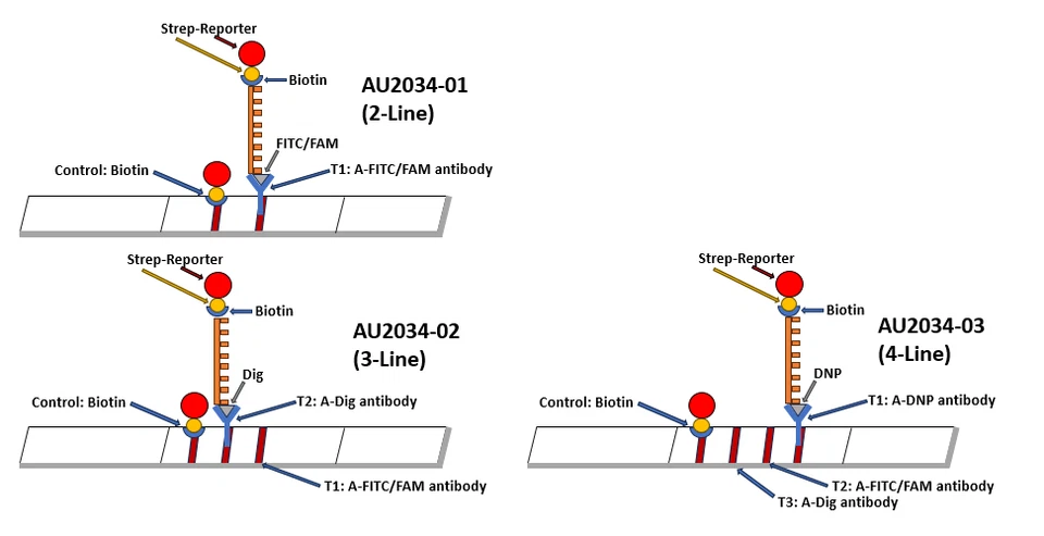 Ensayo de flujo lateral universal versiones Single Plex y Multi-Plex (Strep Gold) Foto 2 de 4