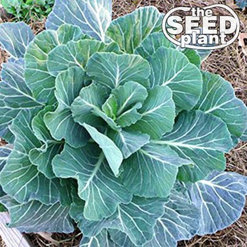 collard seeds click here
