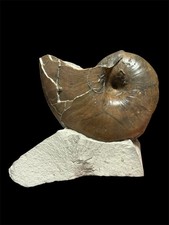 Rare Nautilus Fossil - Cenoceras, Charmouth, Dorset, Jurassic, UK