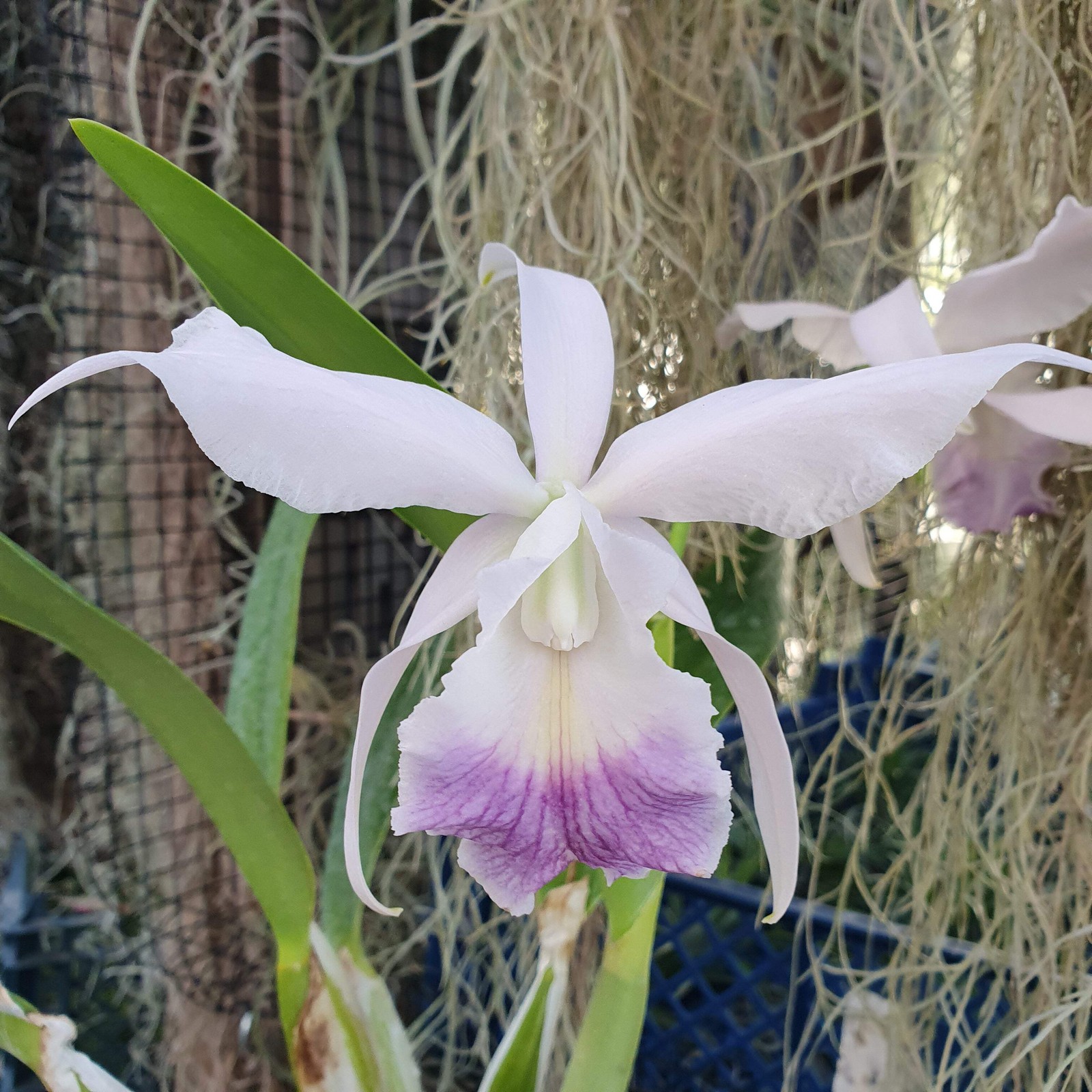 Laeliocattleya Canhaniama coerulea orchidée résistante et facile à faire fleurir