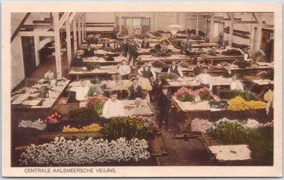 Aalsmeer Flower Market People Vintage Postcard Netherlands Artistic
