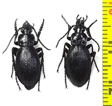 Carabidae, Carabus (Aulonocarabus) kolymensis kodarensis pair A1, E. Russia