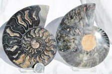 Large Black Ammonite PAIR Deep Crystals 110myo FOSSIL LRG 111mm 4.4" 9691uu