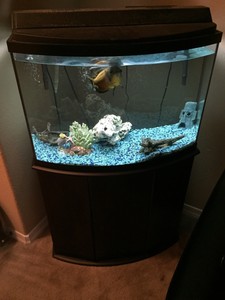 cairn terrier for adoption near me