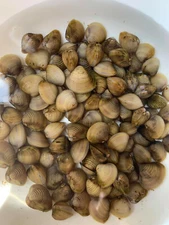 Live Freshwater Clams For Aquariums ponds bio filter / puffer fish food + Extra