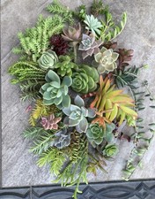 100+ Succulent Cuttings with 30 Different Varieties