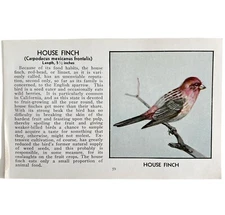 House Finch Bird Print 1931 Blue Book Birds Of America Antique Art PCBG13B