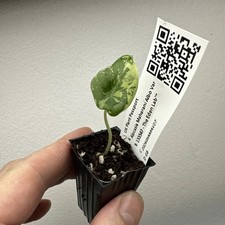 Alocasia Maharani Variegata - Very rare variegated aroid plant ref 03AMAV27