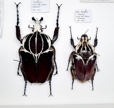 Centoniinae Goliathus goliatus 103mm A- From Cameroon