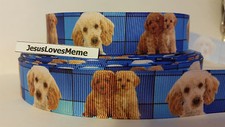 Grosgrain Ribbon, Goldendoodle Labradoodle Standard Poodle Doggies Puppies, 7/8"