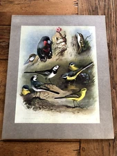 1900s large cromolithograph of birds by archibald thorburn . ltd edition. ref 73