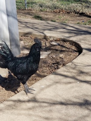 12 Premium Fresh Chicken Hatching Eggs- Ayam Cenami - Zombie Chicken Possible